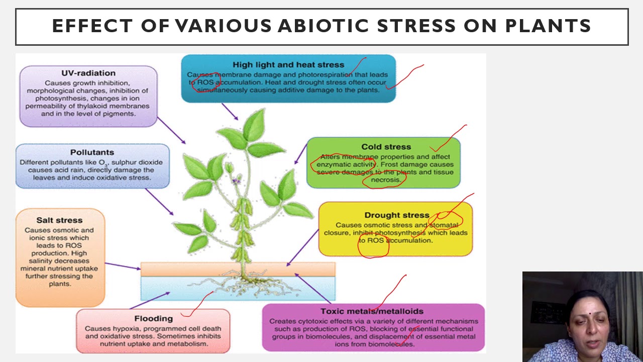 Transgenics for Resistance to Biotic and Abiotic stresses by Dr. Purnima Seth