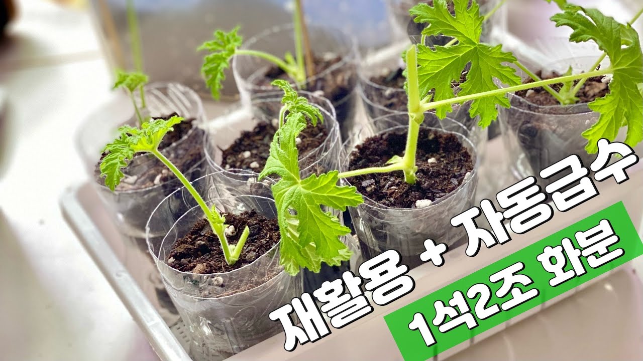 페트병화분 만들기로 자동급수 해결하기  (작고 쉬운 버전)