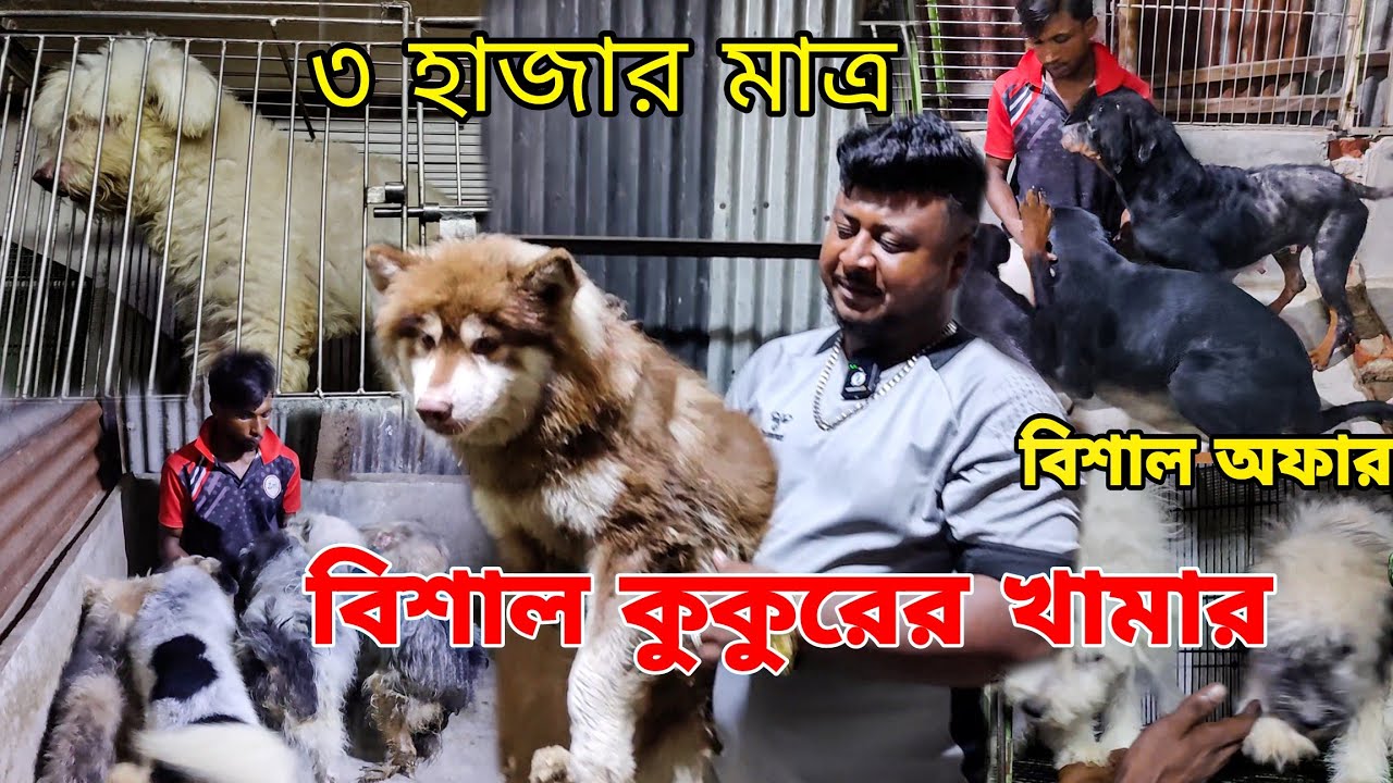বিশাল কুকুরের খামার _কম দামে বিদেশী কুকুর_Husky, German Shepherd, Rottweiler,Lasa_Dog Farm In BD