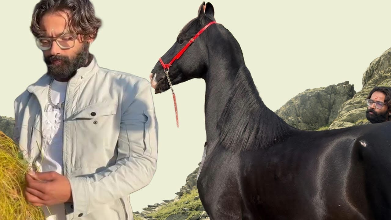 मारवाड़ी घोड़े की सेहत और शक्ति में सुधार के लिए अमर बेल का महत्व/ #marwari #horse  #pets #horse #yt