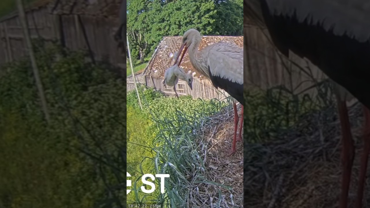 Dad Storks threw the youngest out of the nest #whitestork #Storks #storknest #shorts