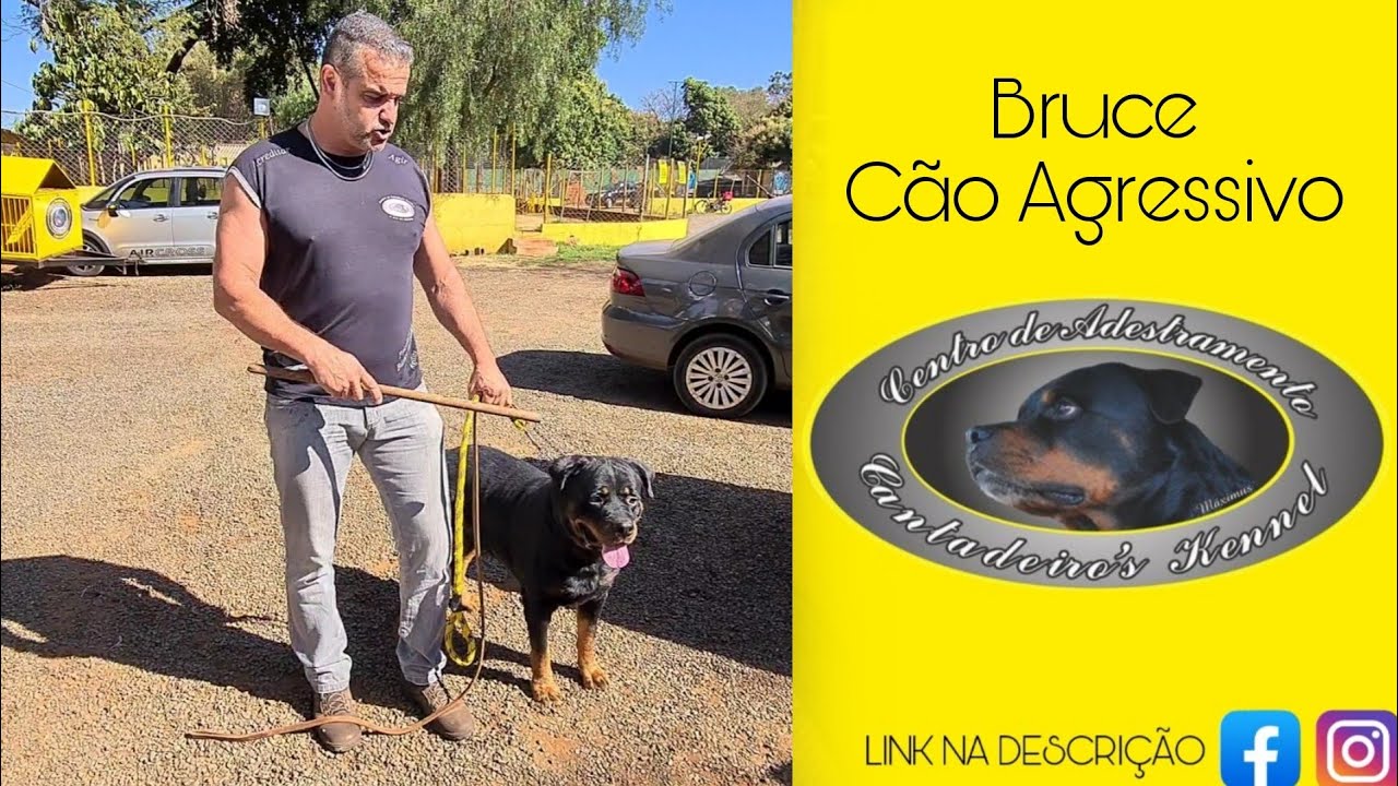 #1 BRUCE - Rottweiler cão agressivo | Chegada ao Canil