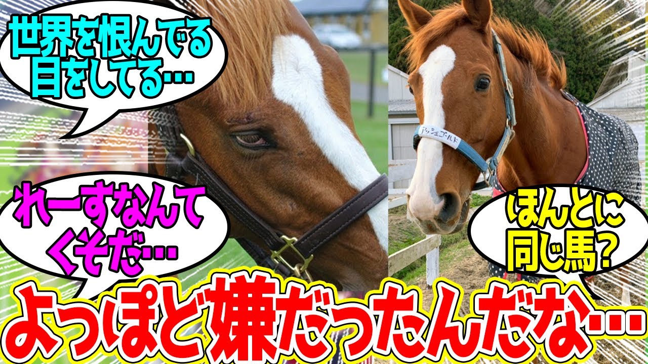 アッシュゴールドくん ← すっかりぽやぽやしたお顔になってて可愛い…に対するみんなの反応！【競馬 の反応集】