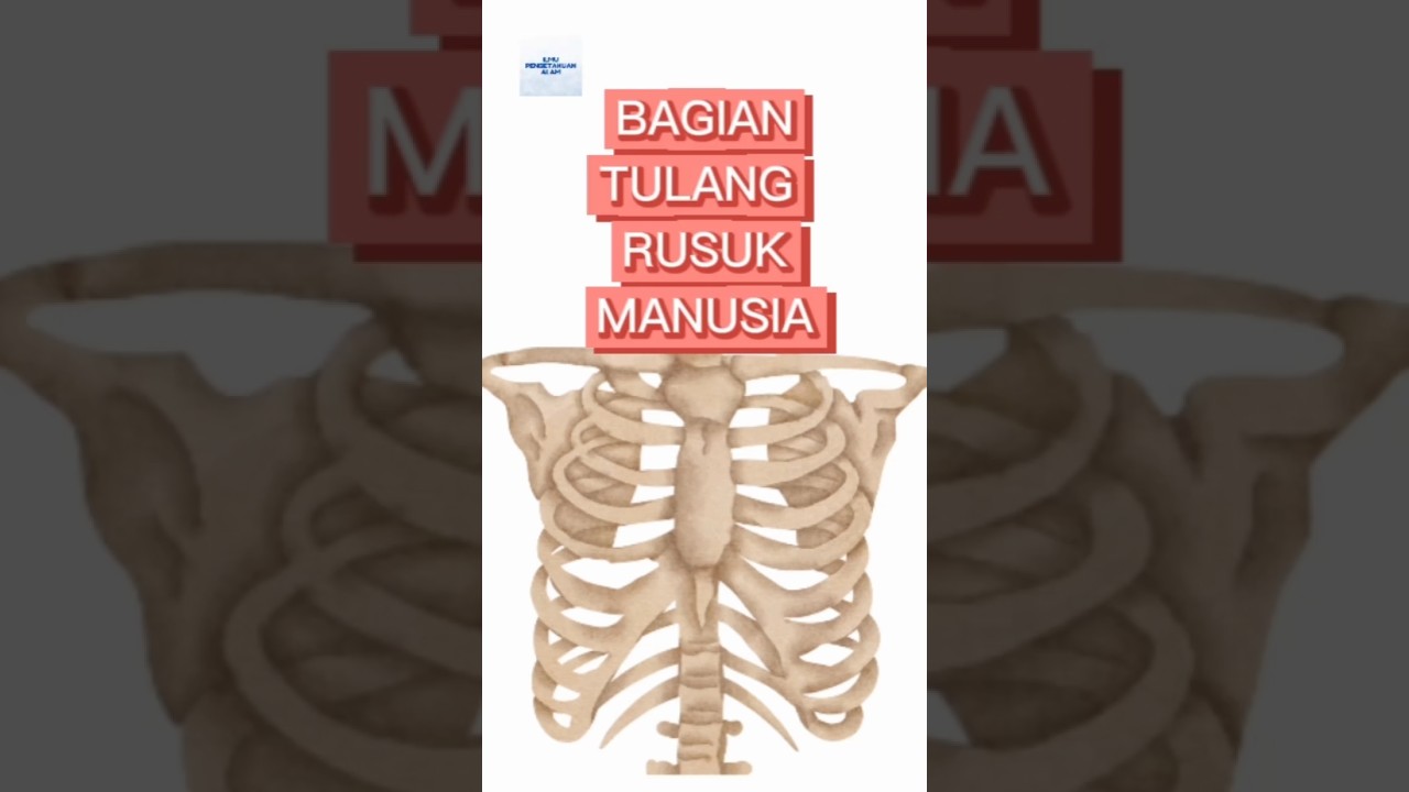BAGIAN TULANG RUSUK @ilmupengetahuanalamsd