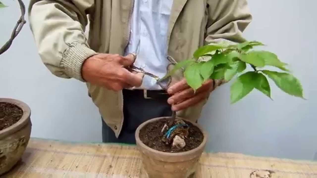 Otra vez el Sakura   Parte2
