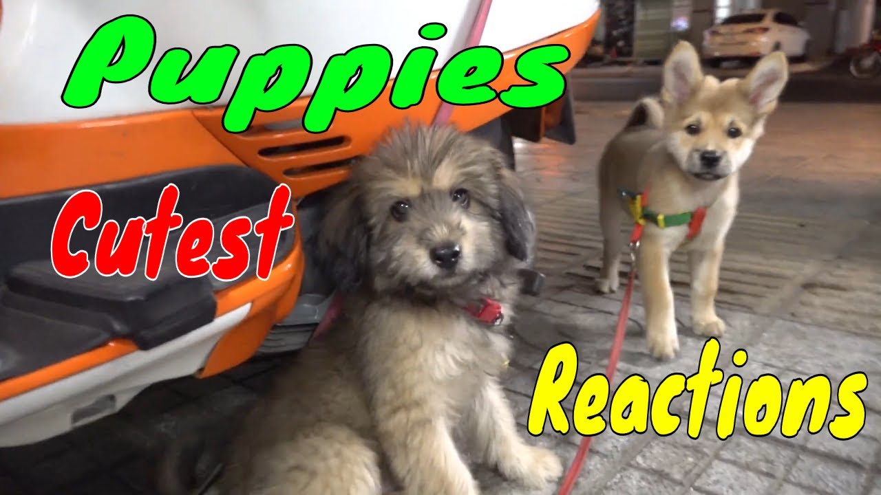 Cute Puppies React When Being Filmed 2 - Cutest Baby Dogs | Viral Dog