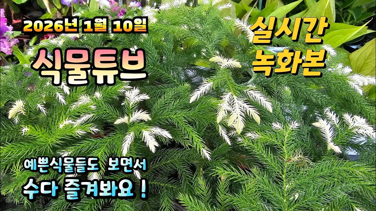 2026년 1월 10일 실시간 방송으로 예쁜식물들 시청 하시면서 수다 즐겨봐요 #양재꽃시장 #식물튜브 #식물아빠