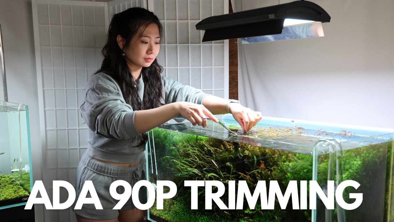 Как мы обрезаем стеблевые растения в аквариуме стандарта ADA 90P