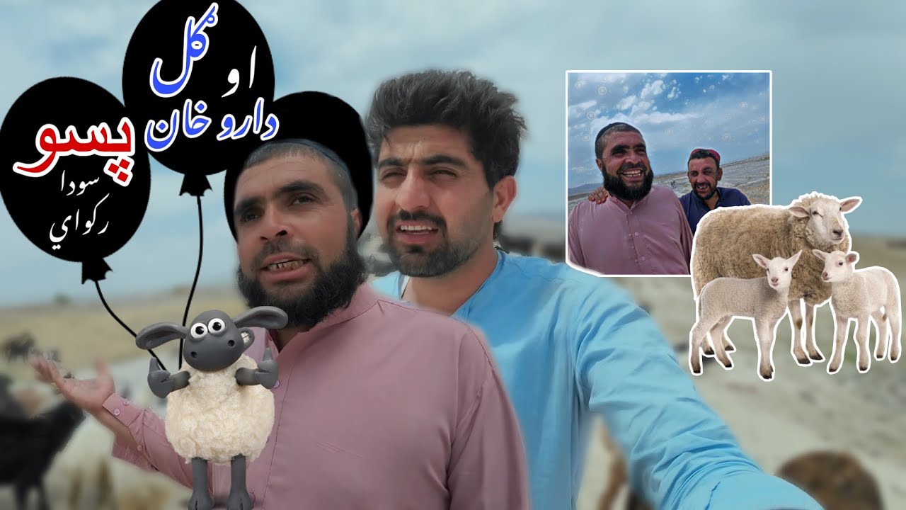GULL KHAN AWO DARO KHAN DA SHEEP 🐑 SOUDDA RAKAWIA | QURBANI EID 2014