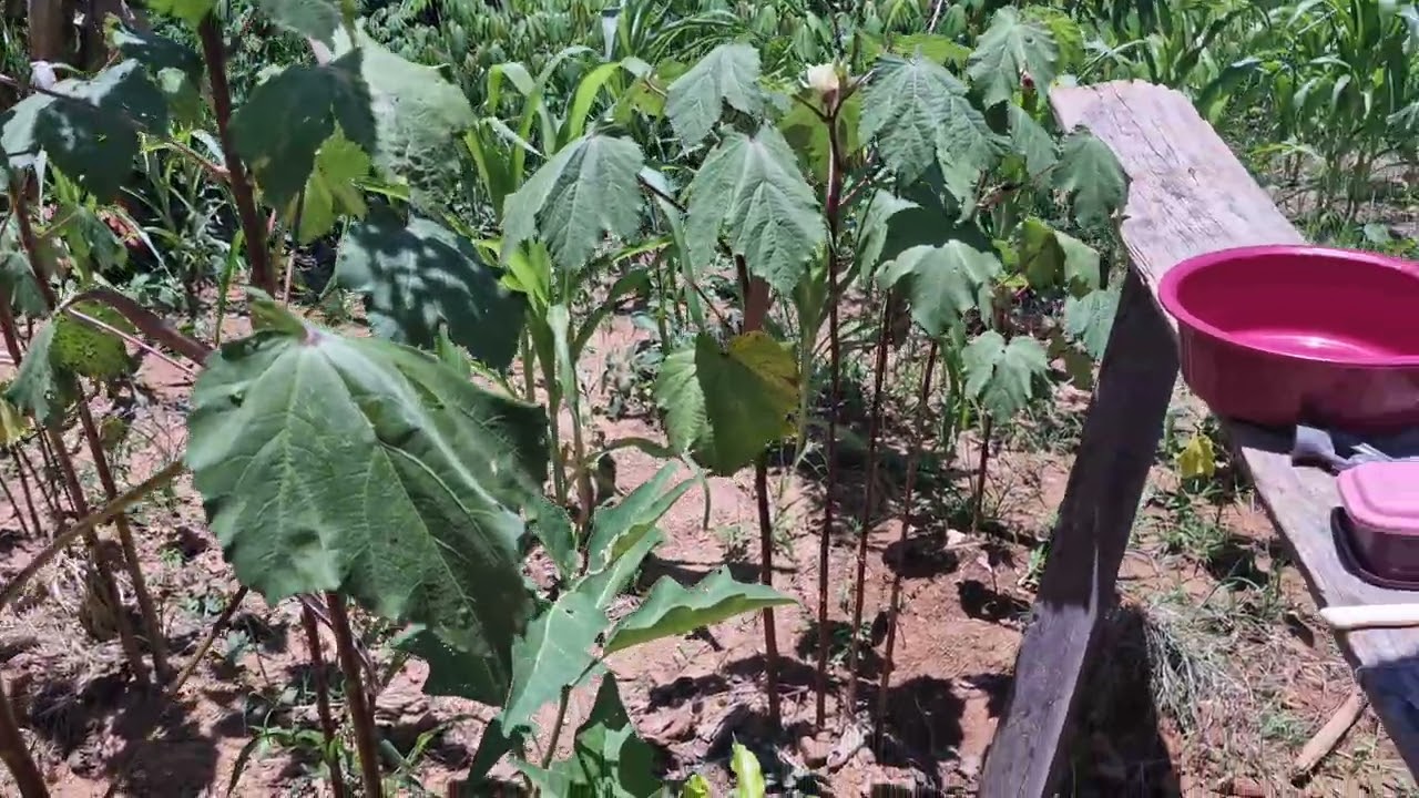 Fogão de lenha a mulher tentando aprender fazer comida na roça MG 