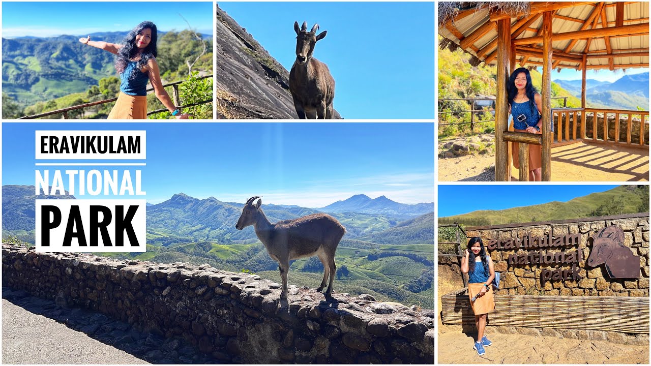 Eravikulam National Park No1. In India  |  Endangered Nilgiri Tahr #eravikulamnationalpark