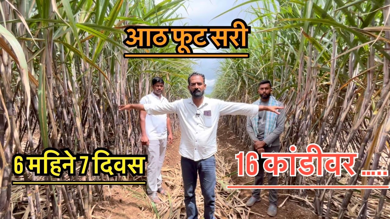आठ फूट सरीतील ऊस 16 कांडीवर ते ही 6 महिन्यात…॥@acharyaagroservicessangli3731 