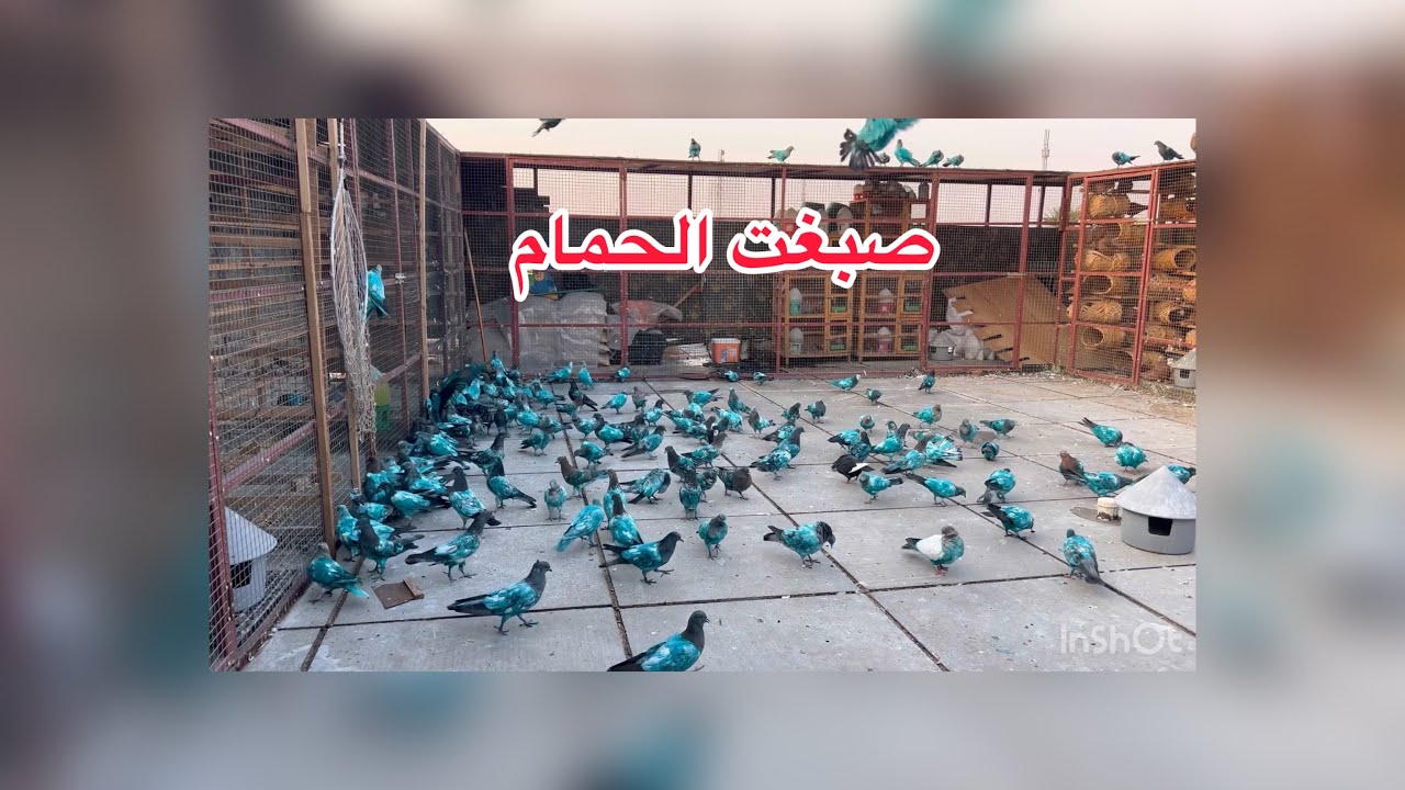 راح نبدي بطريقة تخريج الأفراخ الصحيحة 😍 صبغت الحمام