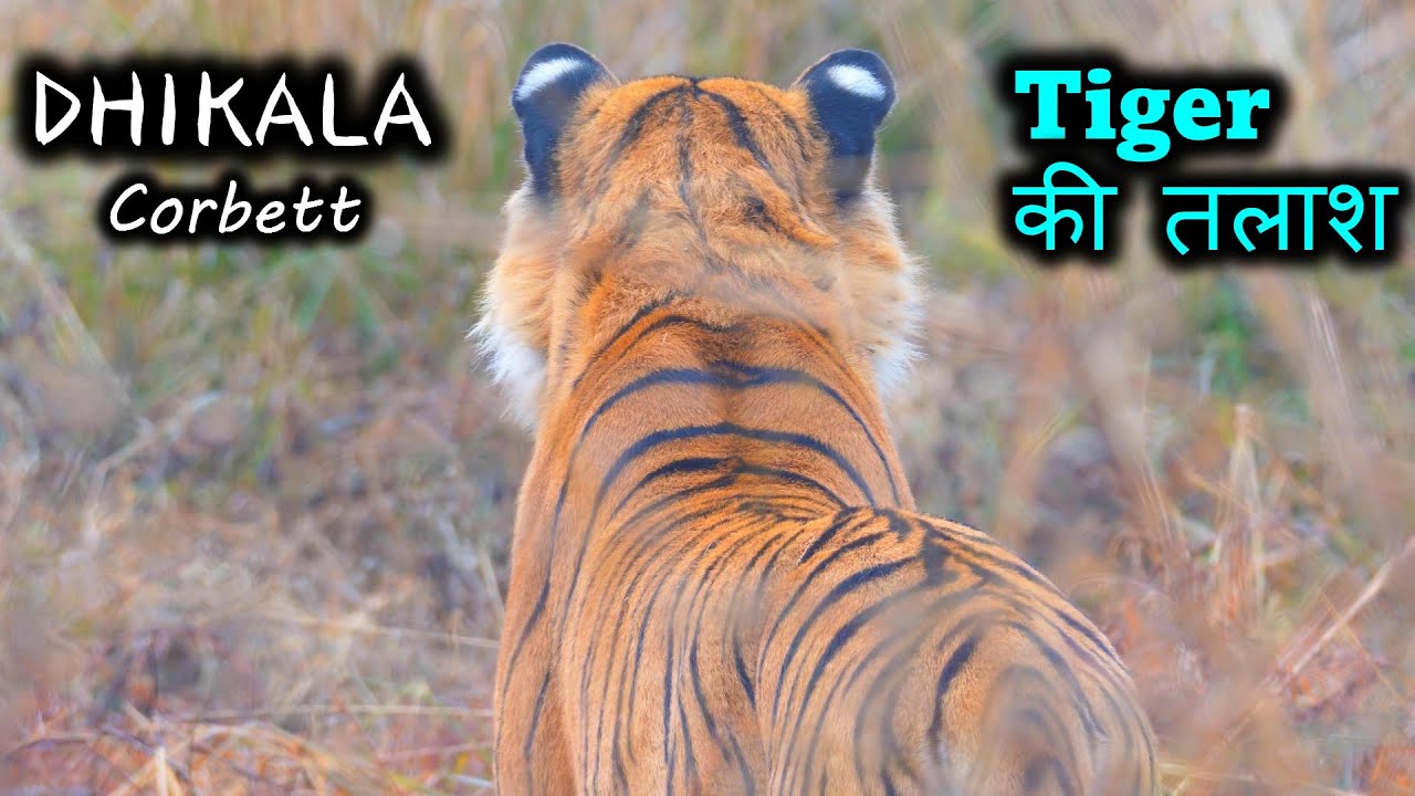 DHIKALA | Tiger की तलाश | Corbett