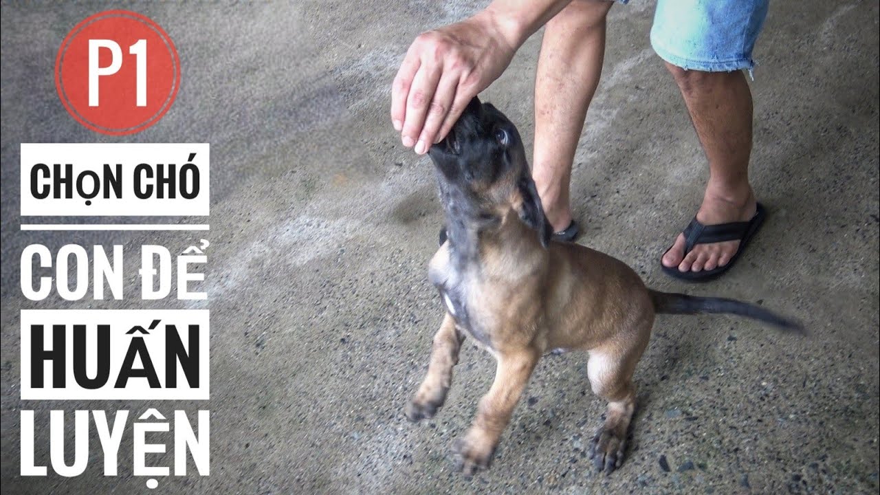 P1: Cách TEST 1 chú chó Malinois để Huấn luyện Thể Thao/ NhamTuatTV - Dog in Vietnam