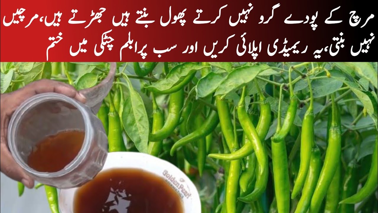 🔴Boost Your Chilli Plants: Top Organic Liquid Fertilizer Revealed