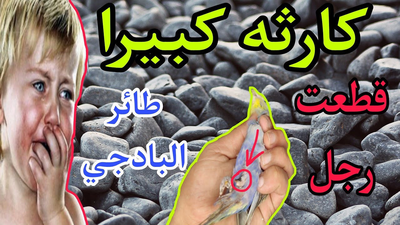 كارثه لم اتوقعها قطعة رجل طائر البادجي مصيبة وكيف تعاملة معها#فيشر #كناري #روز #البادجي #ببغاء#2020#