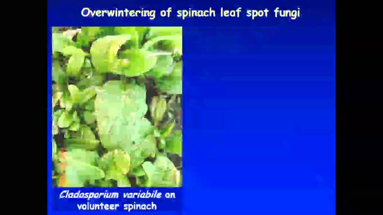 Managing Seed-Borne Diseases in Seed Production - Part 2 (Lindsey du Toit)