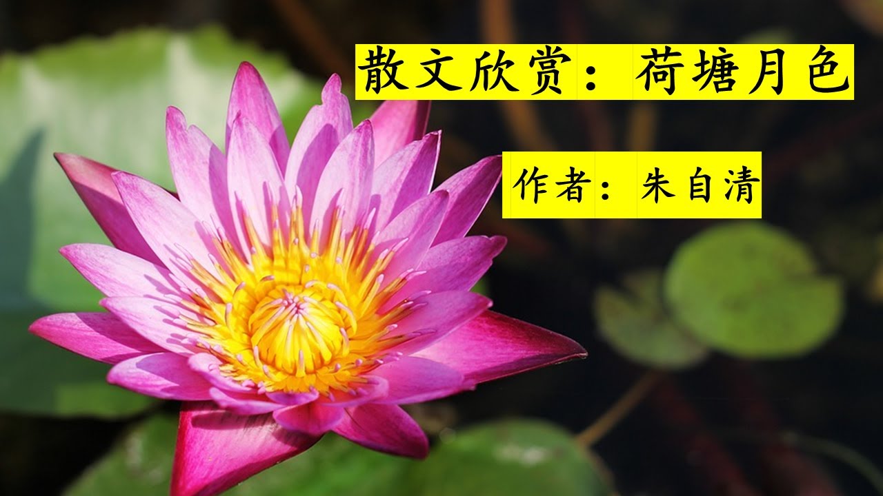 散文欣赏 荷塘月色 （作者：朱自清) Chinese Prose: He Tang Yue Se (Lotus pond under moonlight)
