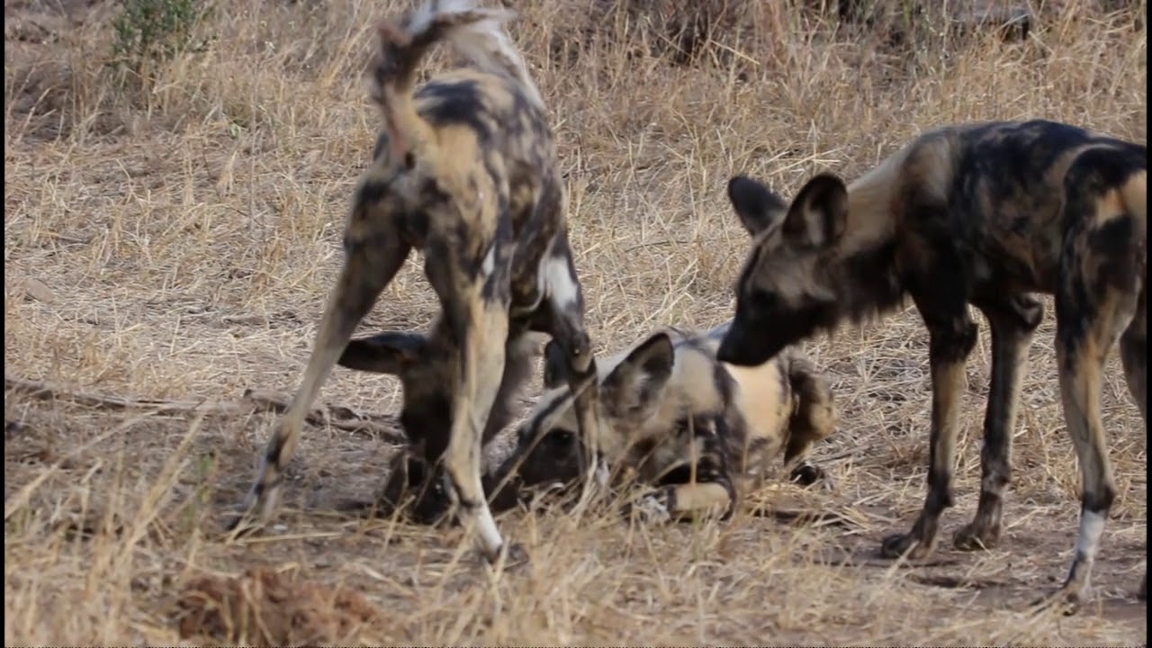 Wild Dogs meeting Pups