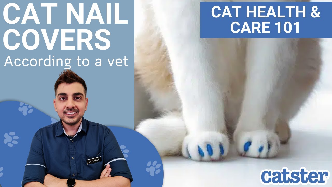Everything you need to know about cat nail caps