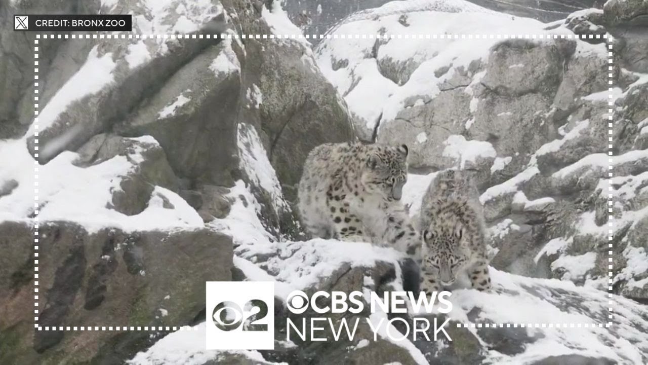 See it: Snow leopards have fun in the snow at the Bronx Zoo