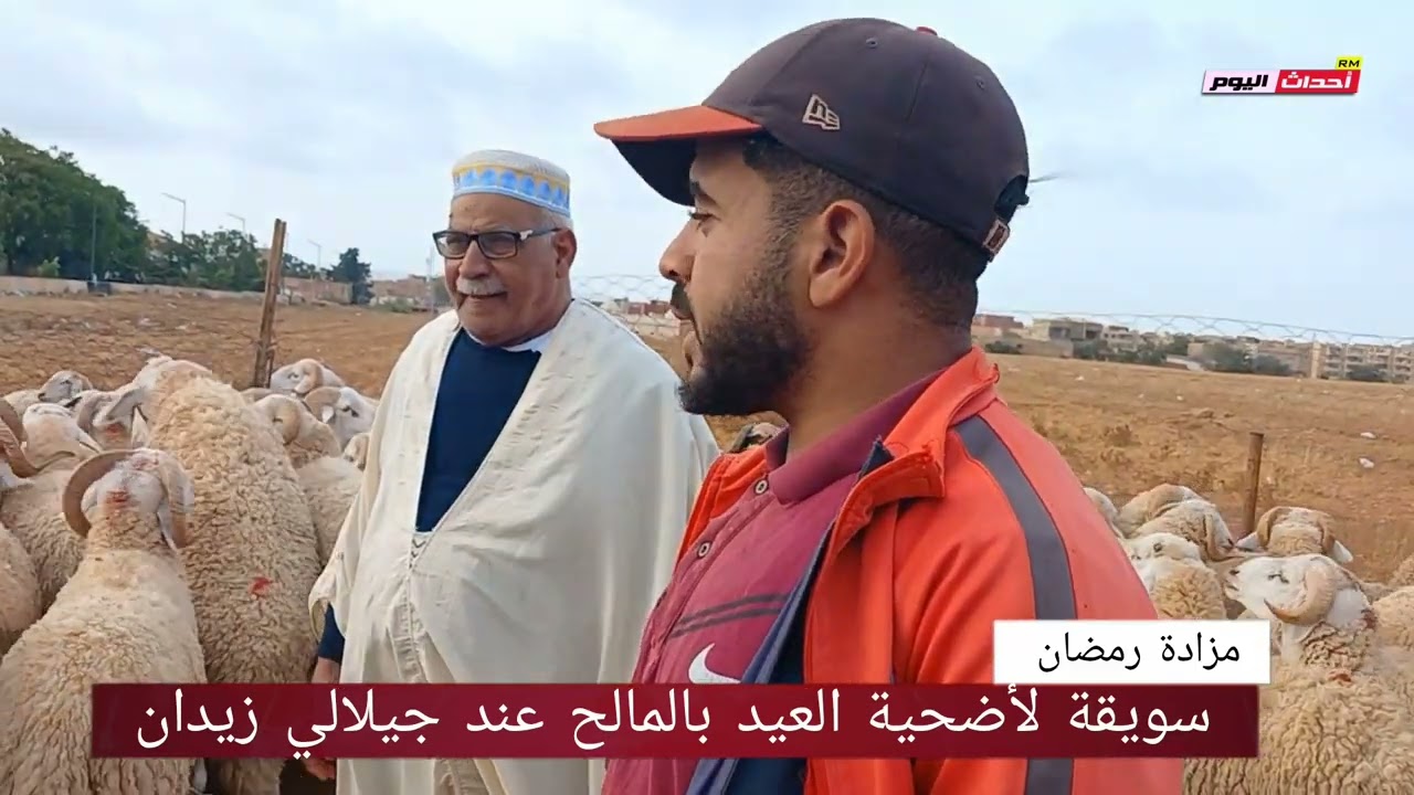 سويقة لأضحية العيد بالمالح عند زيدان جيلالي 25/05/2024