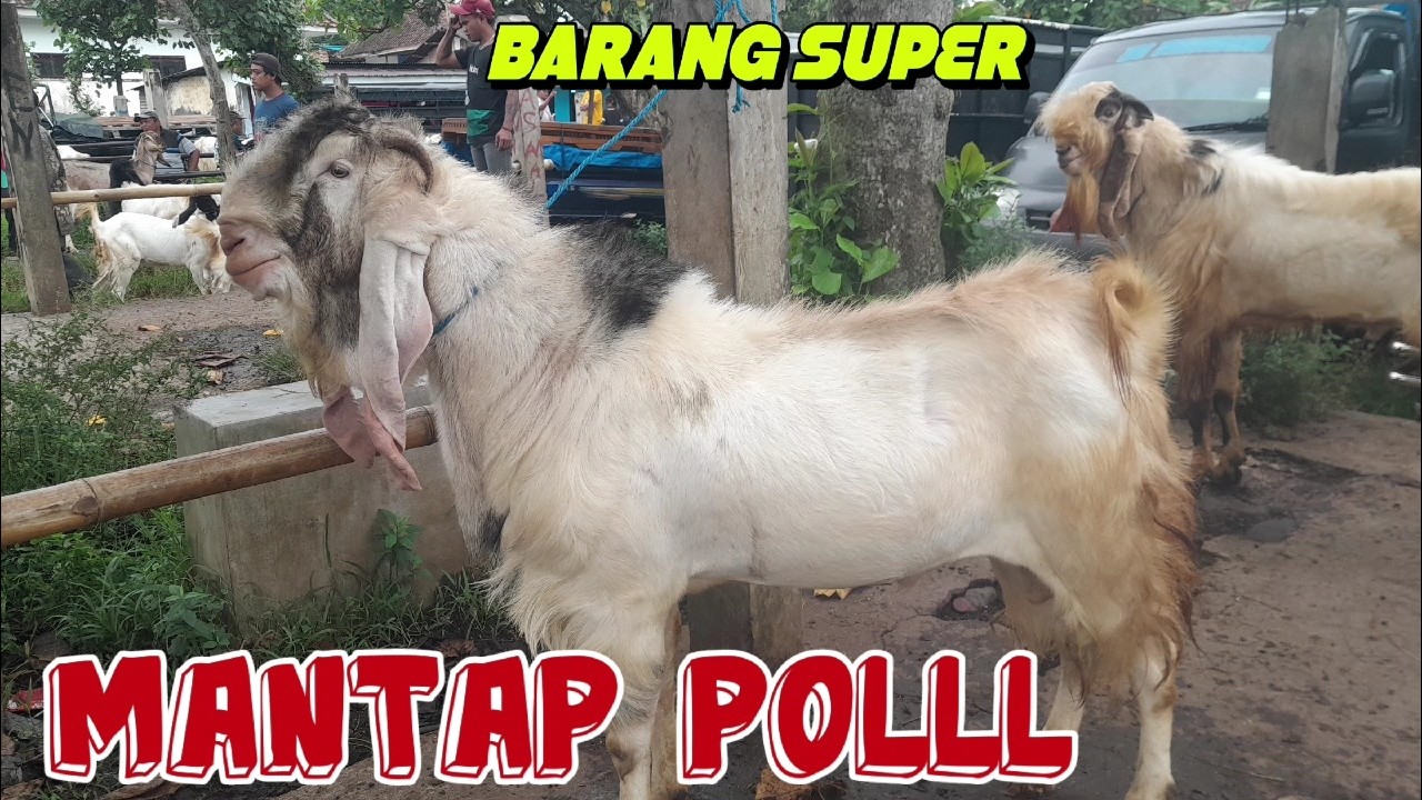 UPDATE TERBARU‼️HARGA KAMBING HARI INI DIPASAR DAMPIT MALANG JATIM
