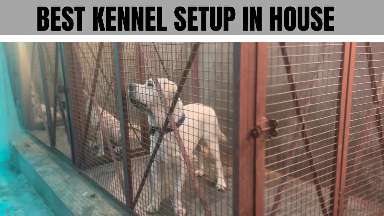 BEST KENNEL SETUP IN HOUSE | LABRADOR KENNEL | 9358587070 9389149863