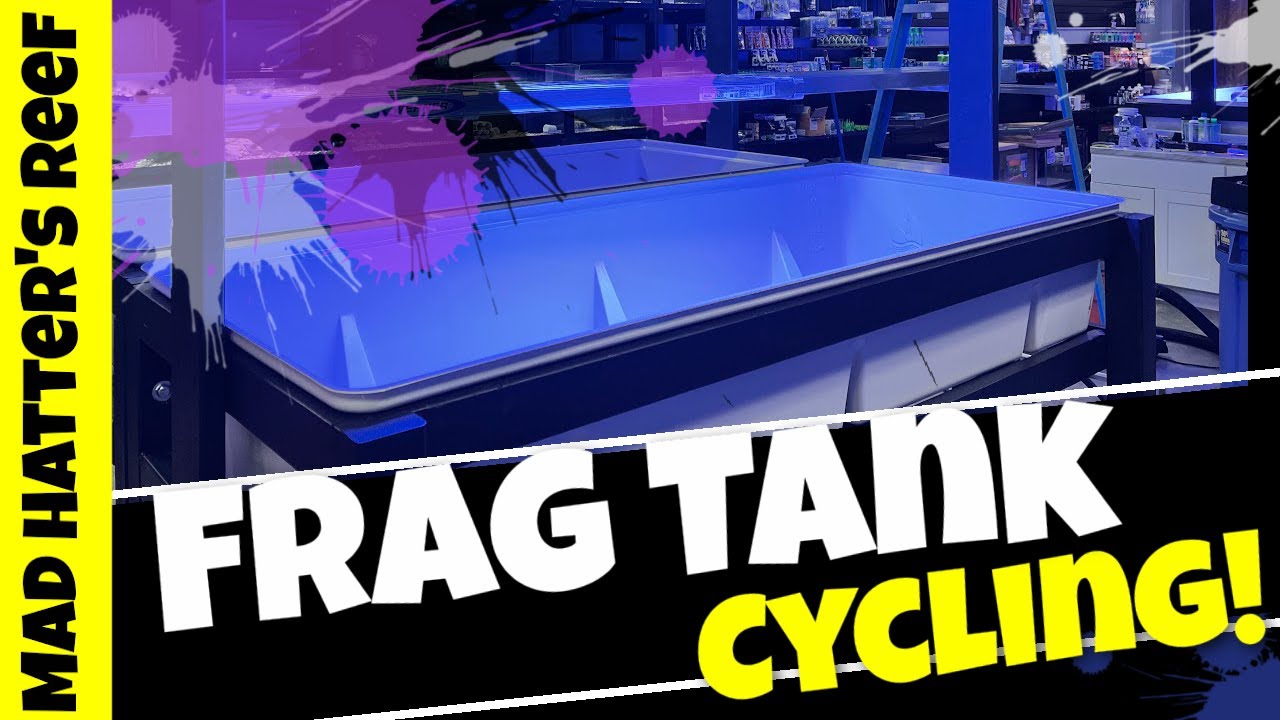Cycling The First Frag Tank