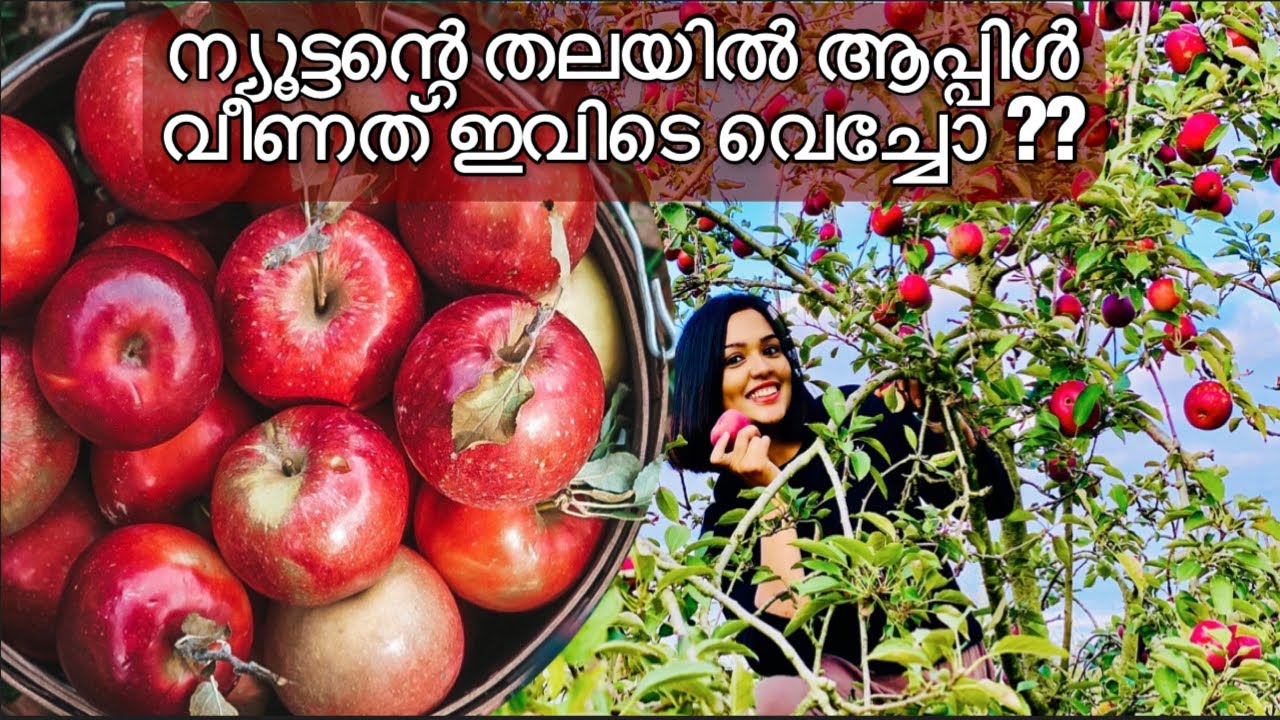 Apple Farm In America 2020/Apple picking Malayalam vlog/Apple Picking&Full body workout/weekend vlog