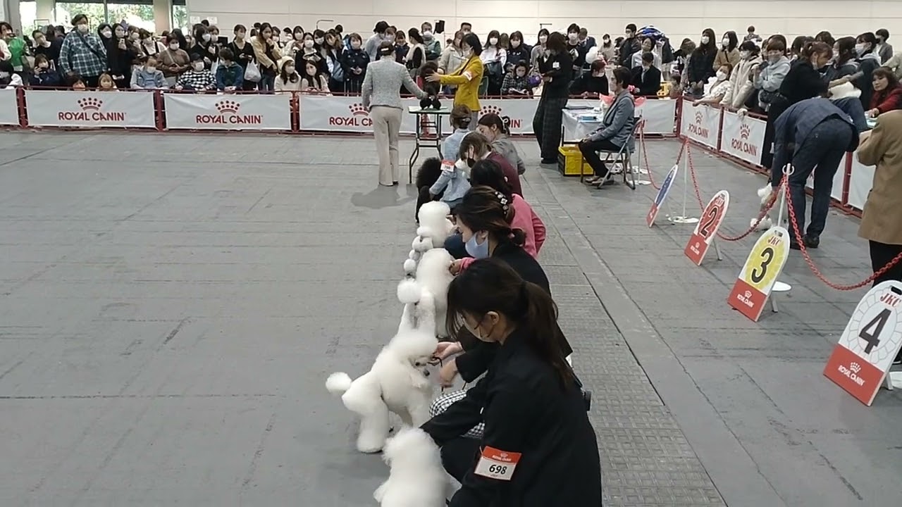 2022.11.27大阪インターナショナルドッグショー/トイプードル・オープンクラスオスOsaka International Dog show Toy poodle class open male.