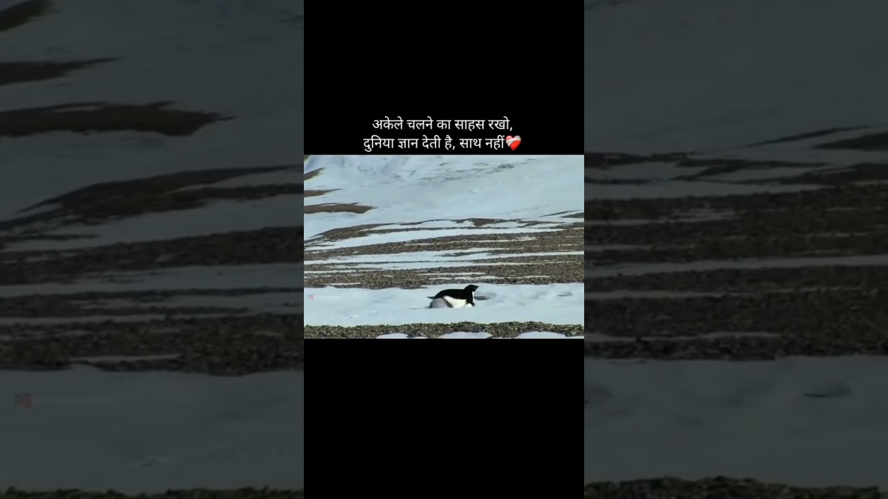 🐧💔 