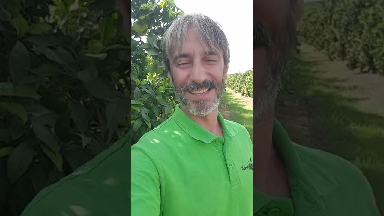 Estado de la naranja navelina de pie carrizo en Sevilla a 29 de octubre de 2022.