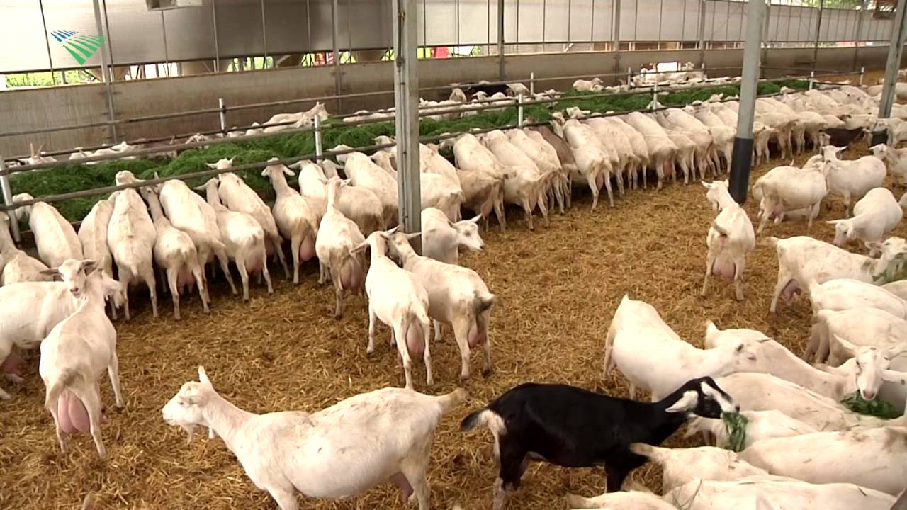 Geiten krijgen vers gras op nieuw voerpad