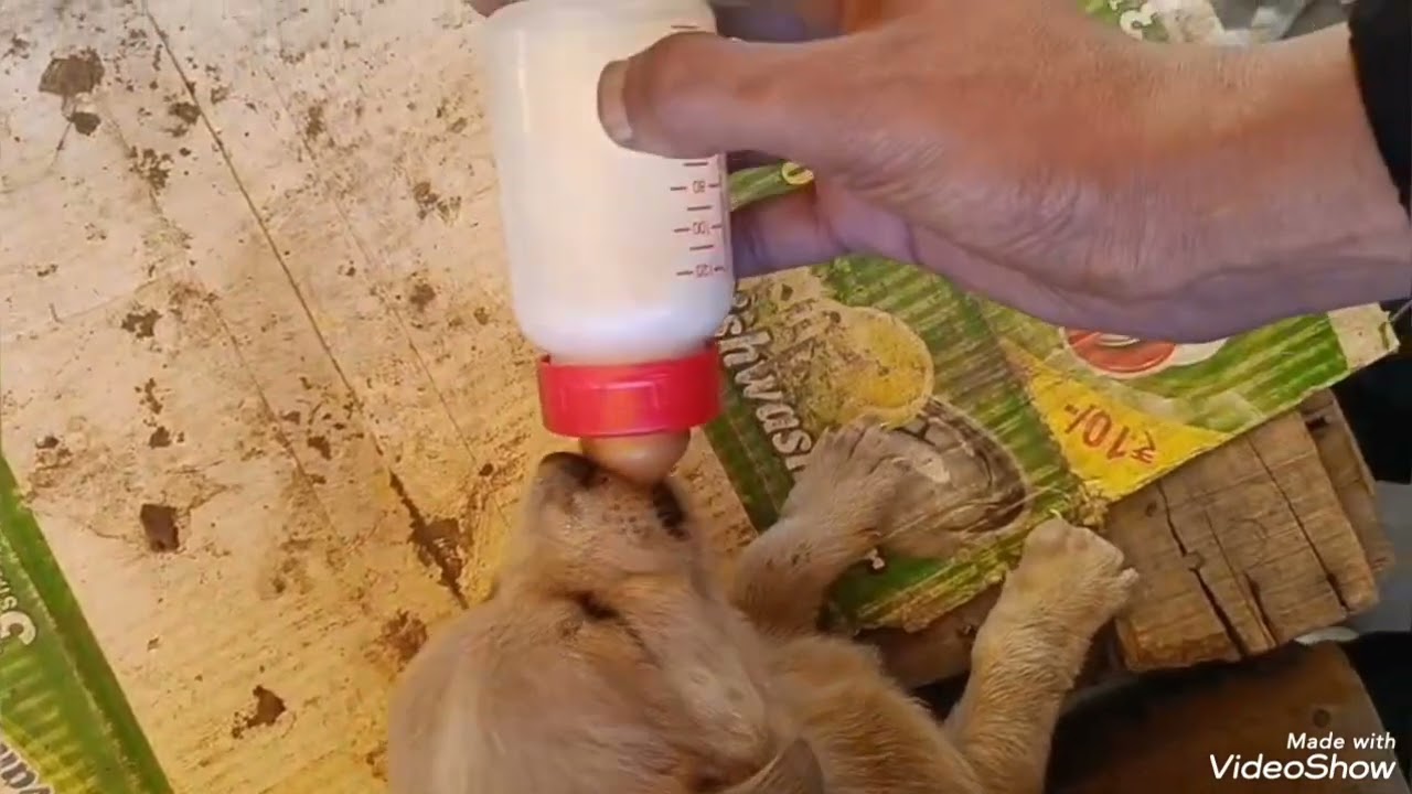 Compassion for the Voiceless | UNIREL Animal Welfare
