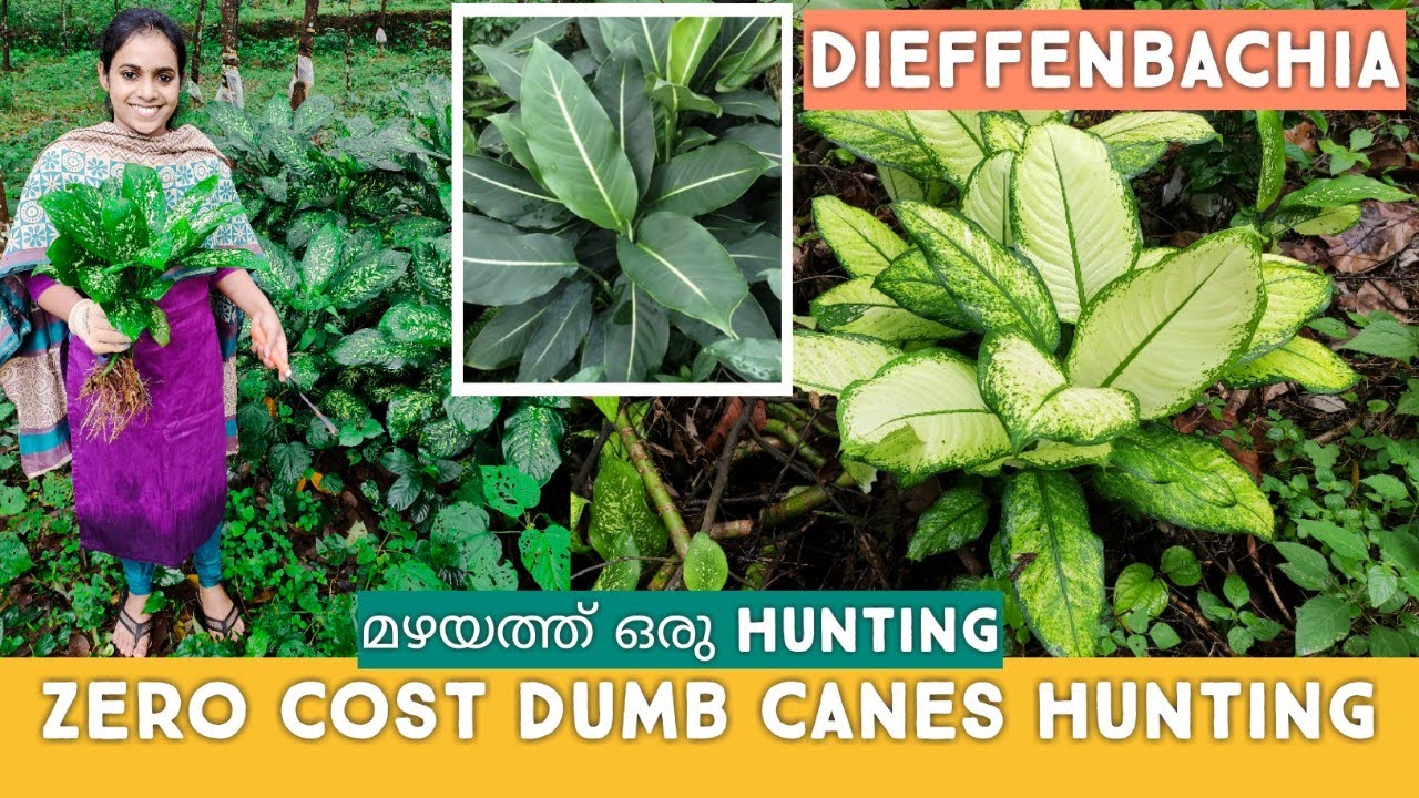 Dumb Cane / Dieffenbachia Hunting|Zero Cost Plant Hunting | DumbCane Varieties| Malayalam |