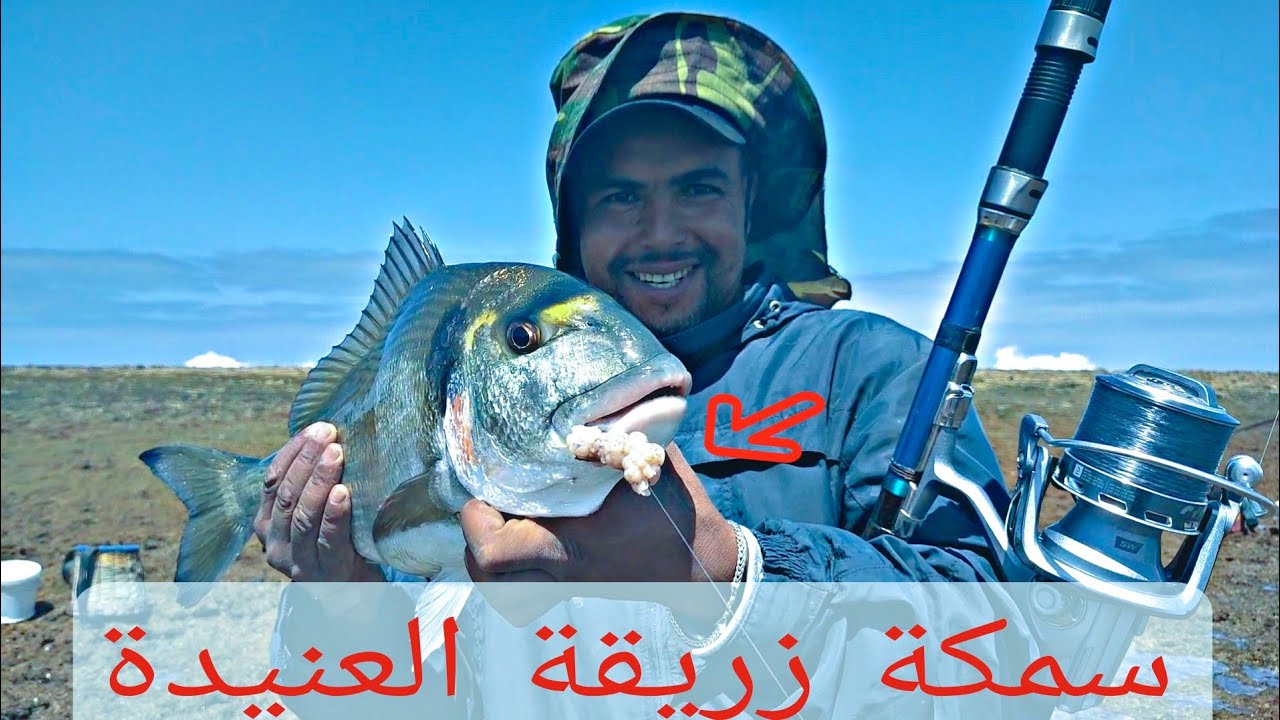 الله يبارك سمكة زريقة من الحجم الكبير