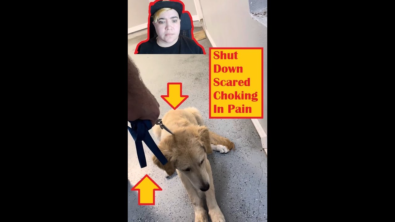 «Прекрати душить собаку, Дейл!» — реакция дрессировщика.