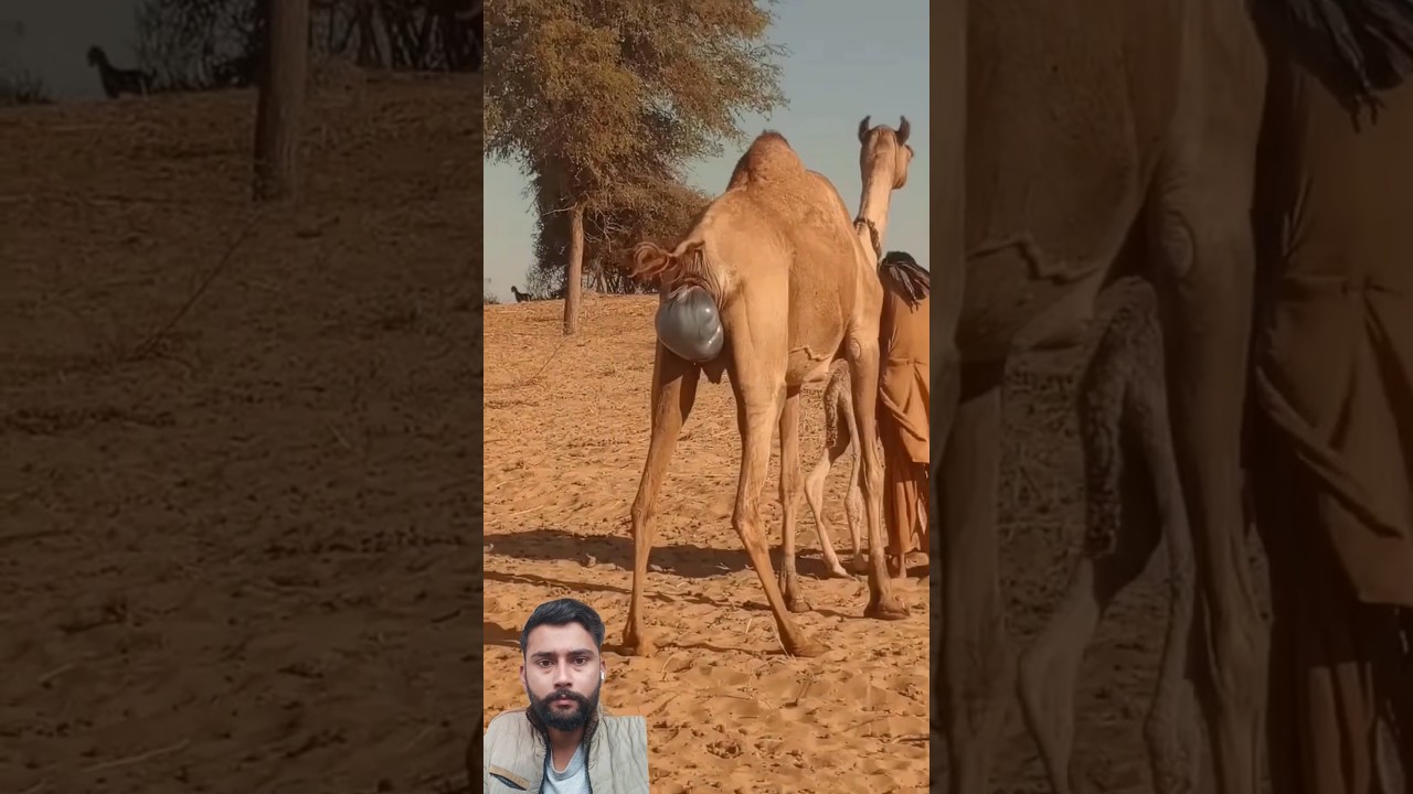Camels baby birth 😳🐥 #جمل #youtubeshorts #rajistan #thar #camellahomeoflifestyles #animals #camel