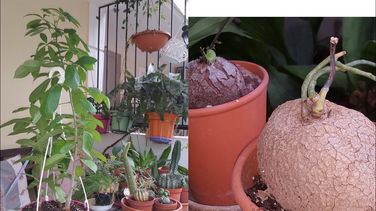 Баобабы(5месяцев)и Dioscorea elephantipes,Stephania cepharantha