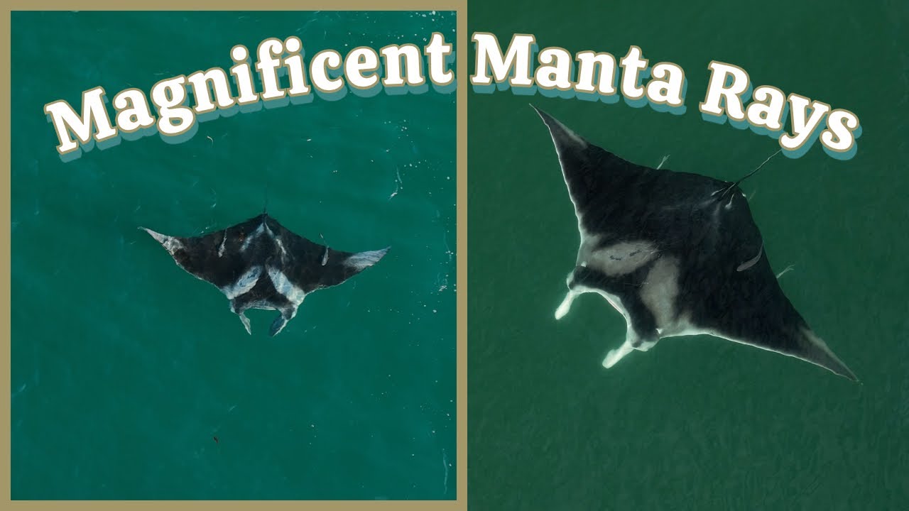 Magnificent Manta Rays: JOIN ME on an EPIC Extended Expedition!
