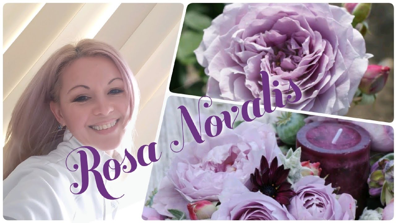 Роза НОВАЛИС 🌹Novalis совместный проект @СаддлядушиАрины  🙏