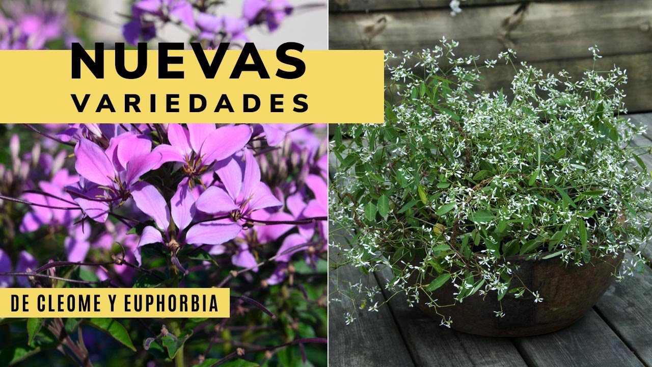 Cleome ''Senorita Rosalita'' y la Euphorbia ''Diamond Frost'' - Bricomanía  - Jardinatis