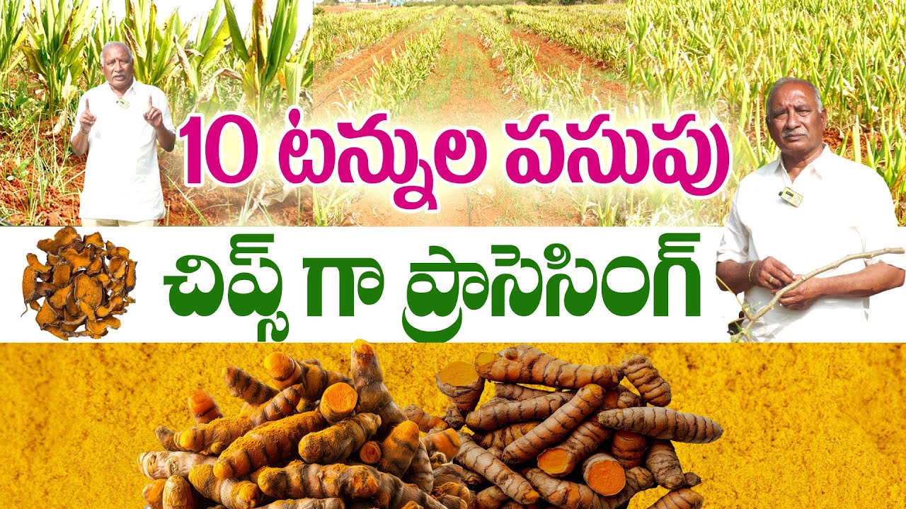 సరికొత్త పద్ధతిలో పసుపు పొడి తయారీ | Rajvardhan Reddy #పసుపుసాగు,#TurmericCultivation #DesiTurmeric
