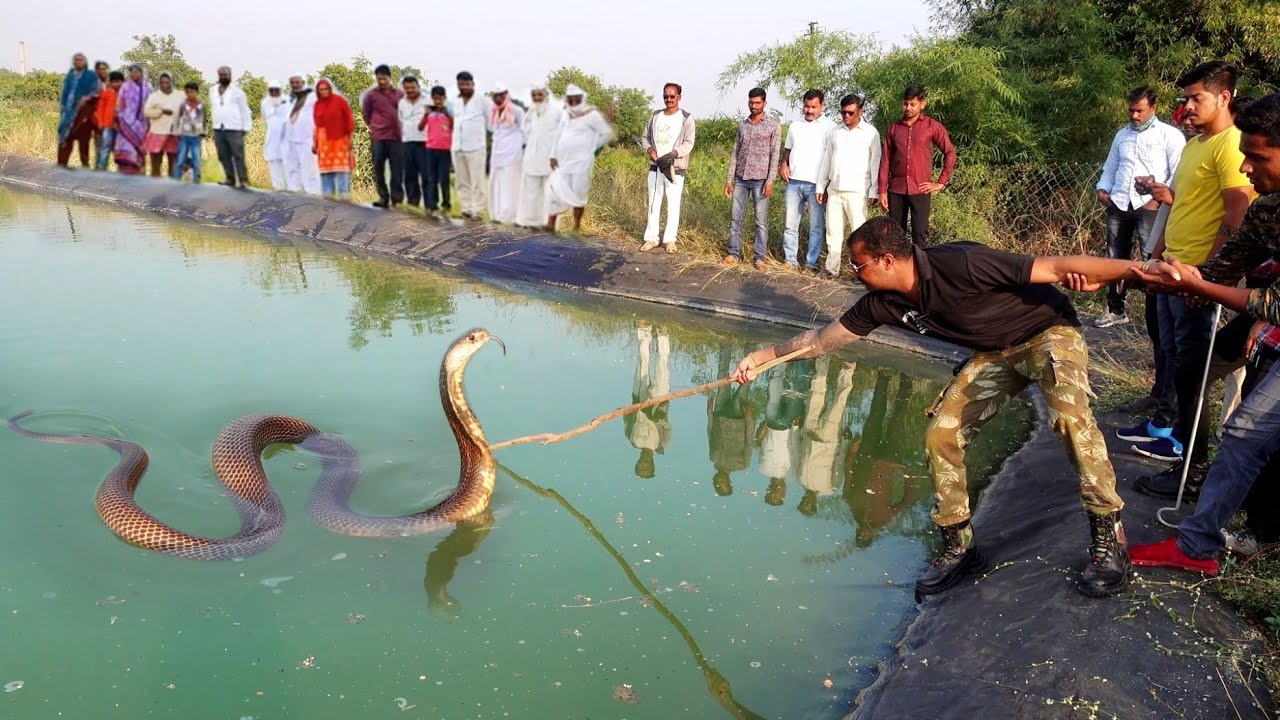 खेत तालाब में गिरा बडा कोबरा सांप, ऐसा रेस्क्यू ऑपरेशन आपने नहीं देखा होगा..