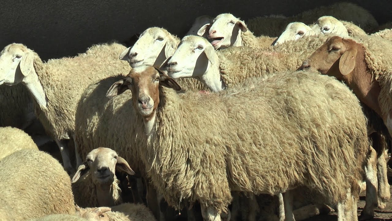 جولة في رحبة بيع الأغنام بزغوان :  فلاح يصرح  ..