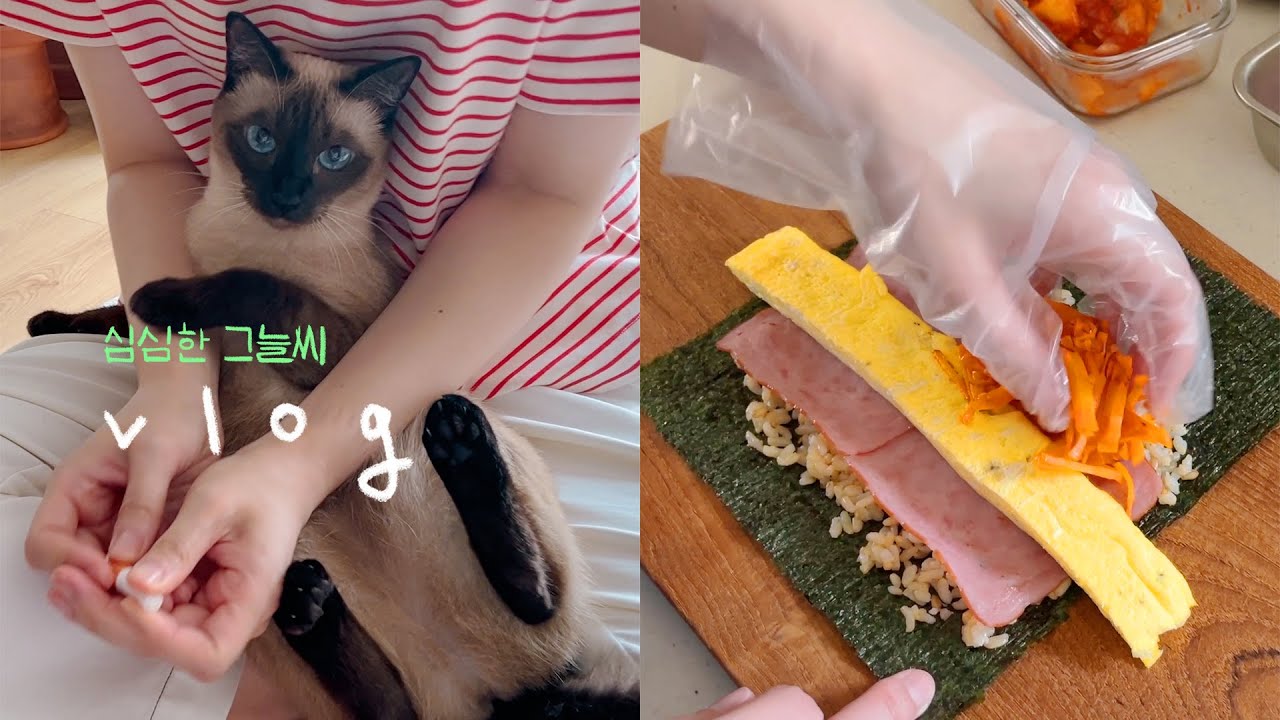 [그늘씨🙋🏻&zwj;♂️] 우리집에 천재 고양이 산다(NEW 먹이 퍼즐) / 저 이벤트 당첨됐다고 말했나요?(코쓱)