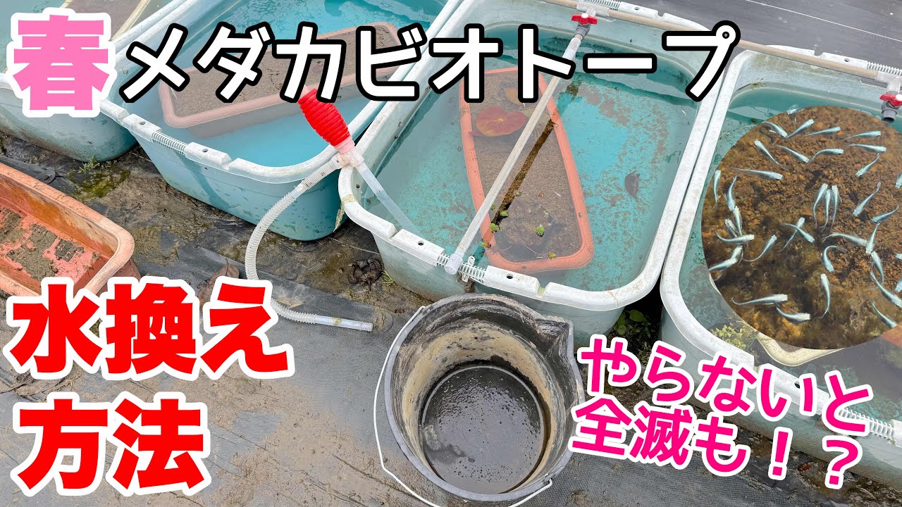 やらないとヤバい？春のメダカビオトープの水換え方法！コツ、ポイント詳しく解説！全滅も！？メダカ睡蓮ビオトープ