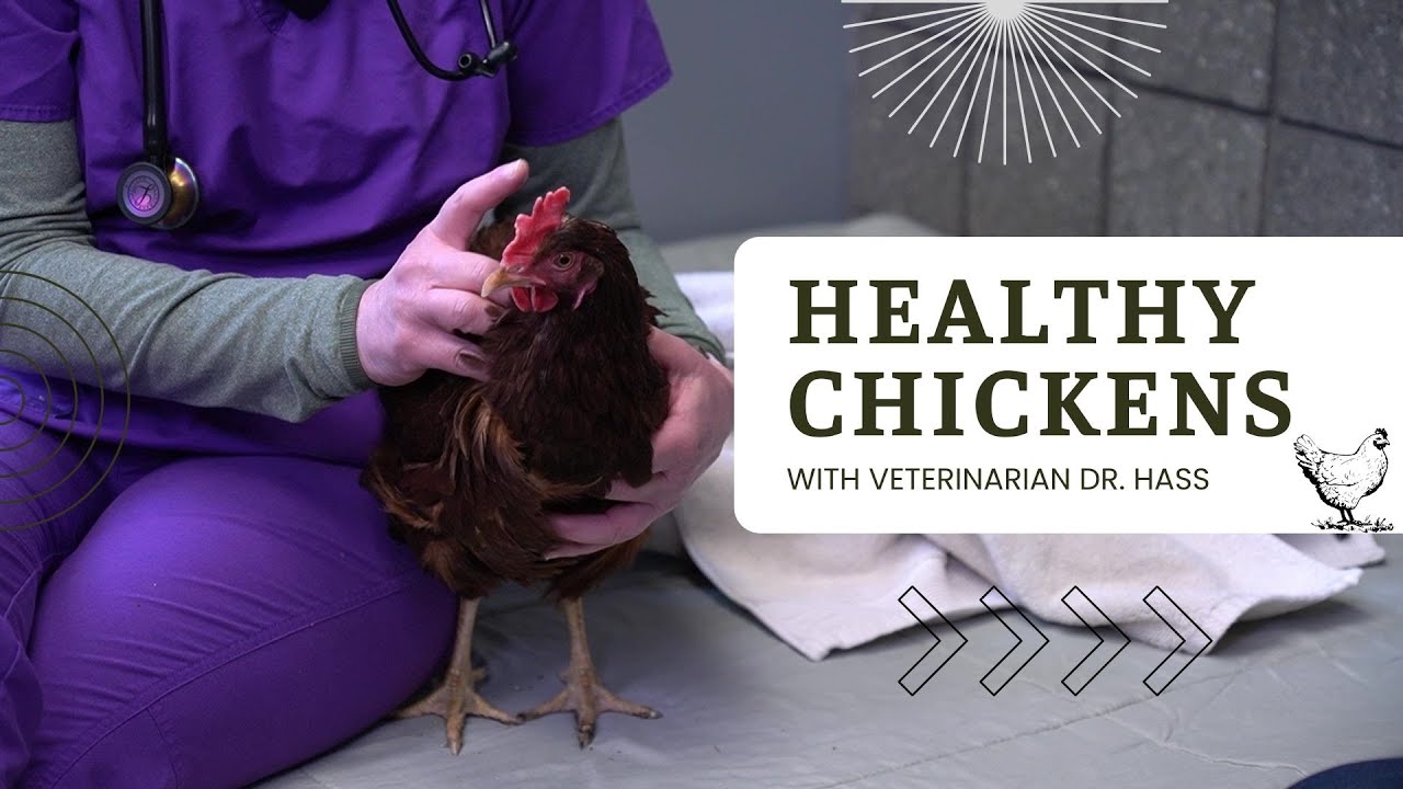 Improving Your Chickens Health with Veterinarian Dr. Hass